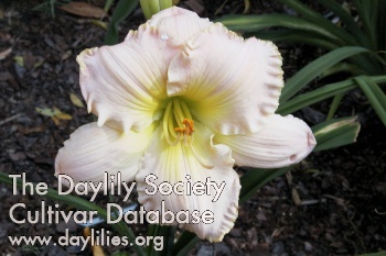 Daylily Shimmering Elegance